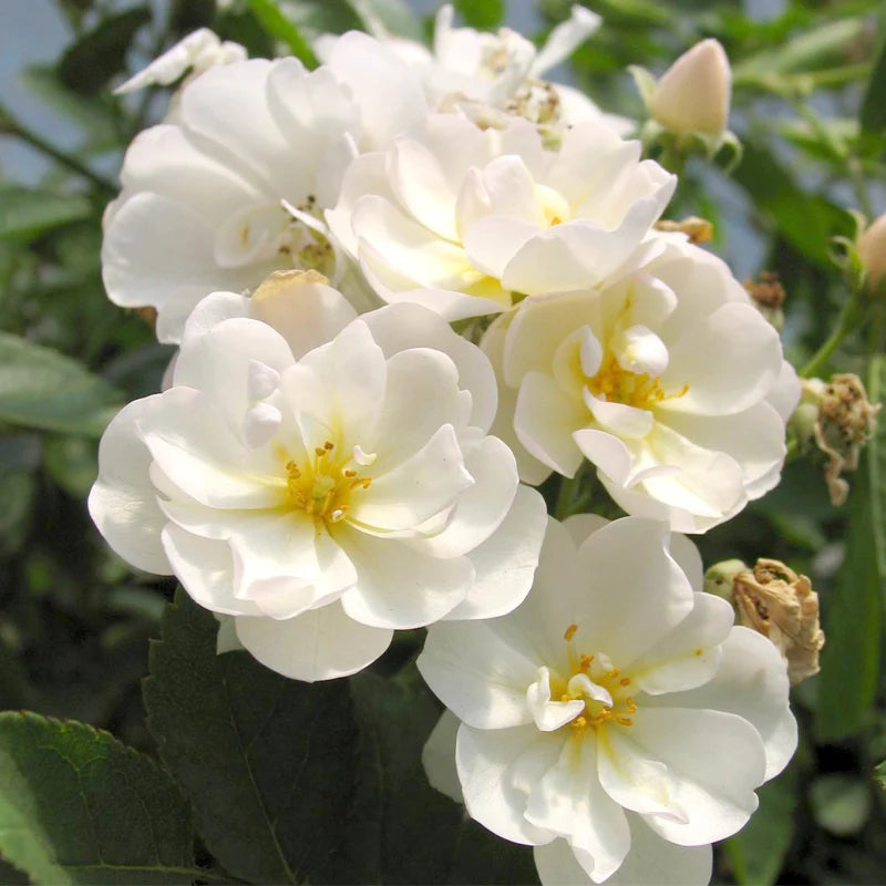 Gourmet Popcorn Rose